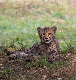 Leopard Cub from Colchester Zoo. Taken by Photographs by Steven.